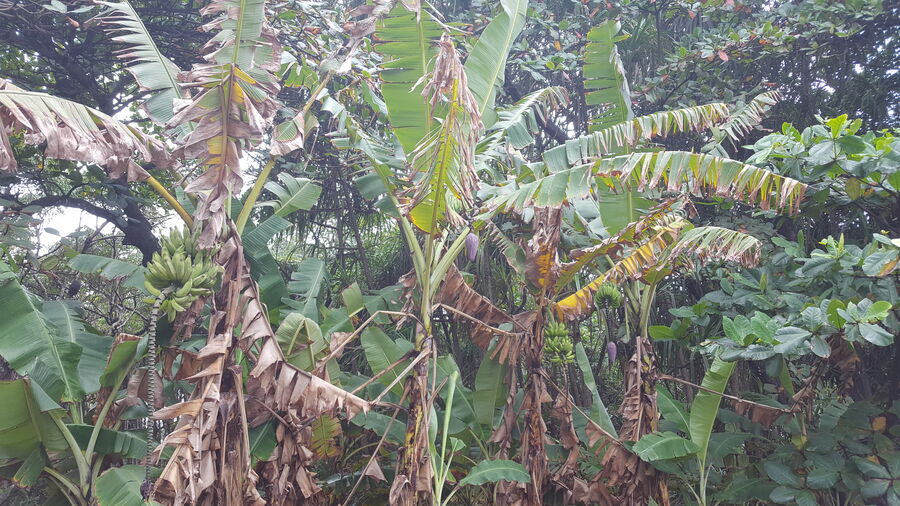 Août au Liberia